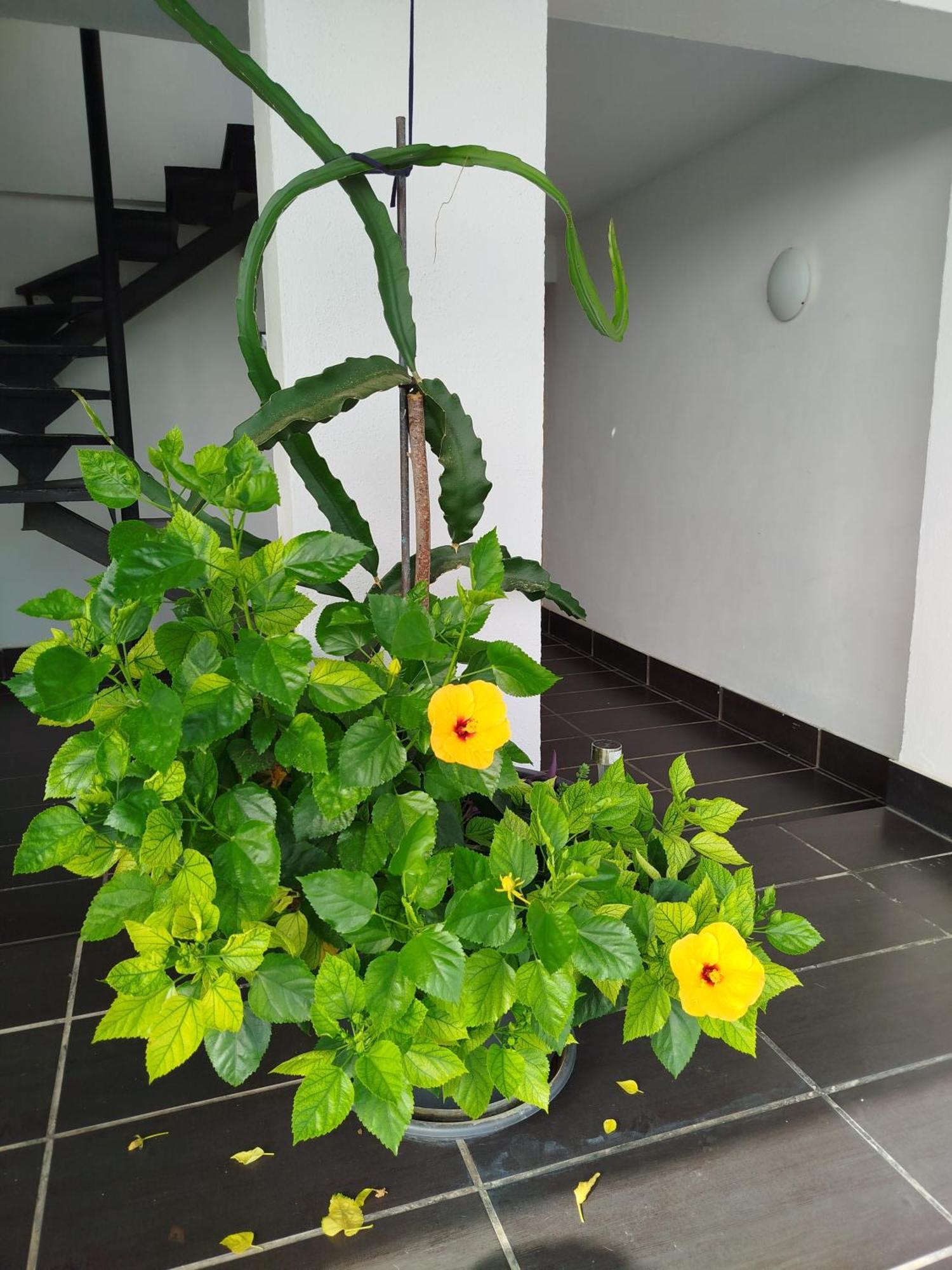 Pinar Suites Habitaciones Torremolinos Dış mekan fotoğraf